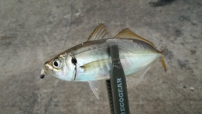 ナイトアジング