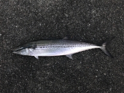 ポーアイ沖にてサゴシとツバス