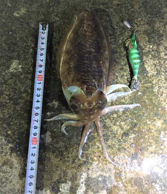 初コウイカエギング