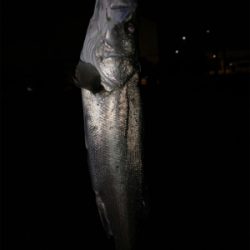 バチ抜けシーバス