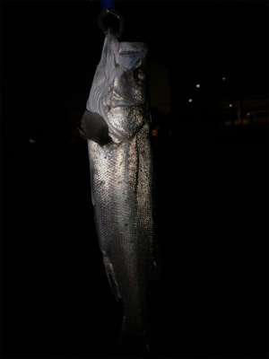 バチ抜けシーバス