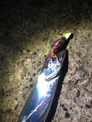 タチウオ二匹とメバル達