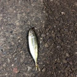 豆が出てきたか。