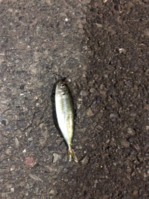 豆が出てきたか。