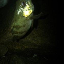 メバリング&ガシリング(^^)