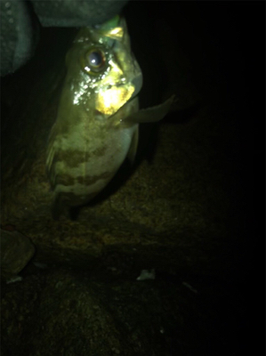 メバリング&ガシリング(^^)