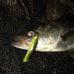 コアマンRJでシーバス