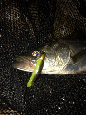 コアマンRJでシーバス