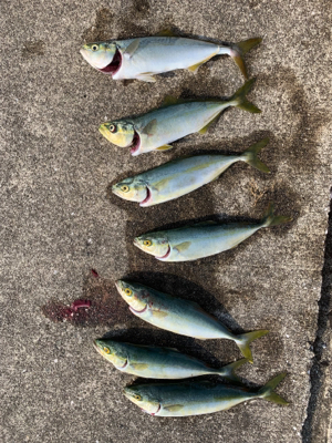 まだまだ小さい