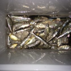 砂上げ場にて夕方から爆釣!