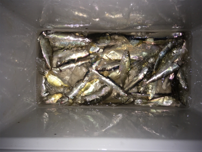 砂上げ場にて夕方から爆釣！