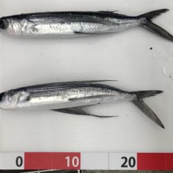 天草西海岸釣行