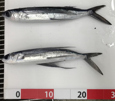 天草西海岸釣行