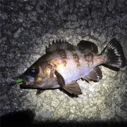 メバルの数釣りライトゲーム