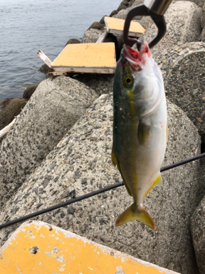 今シーズン初フィッシュ