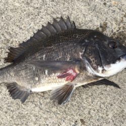 エビ撒きに反応高い