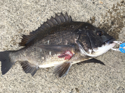 エビ撒きに反応高い