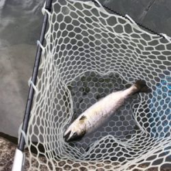 アウトドアビレッジ発光路の森フィッシングエリア