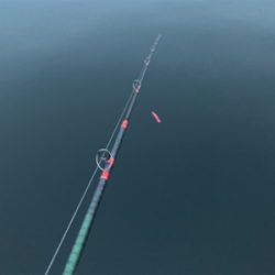 回遊ツバスとシーバスチェイスは。。。