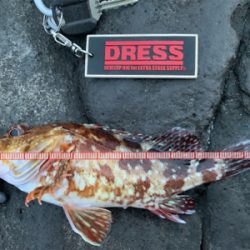 ロックフィッシュ