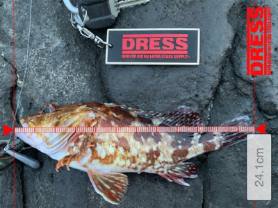 ロックフィッシュ