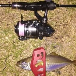 アジンガー1855〜1935