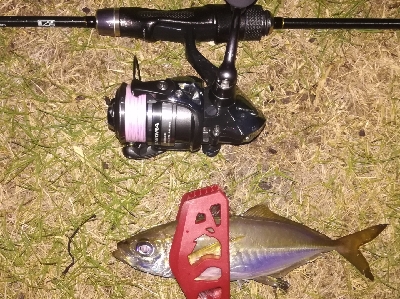 アジンガー1855〜1935