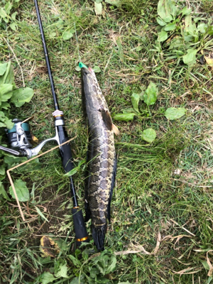 桂川でまた雷魚