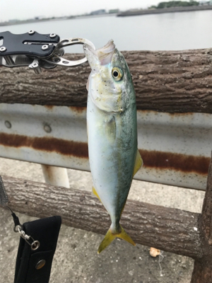 噂のミニツバス