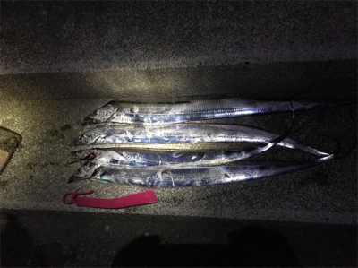 なんやかんや釣れた！！！！