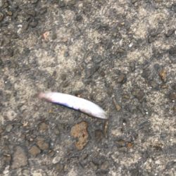 鳴尾浜海釣り公園 カタクチイワシ爆釣!