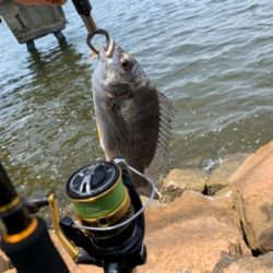 ショアジギ不発からのチニング