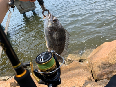 ショアジギ不発からのチニング