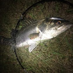 シーバスやっと出たー