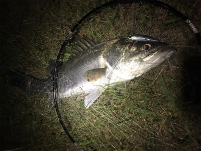 シーバスやっと出たー