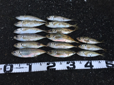 朝まづめアジング