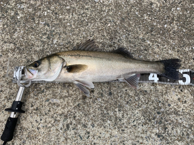 アベレージサイズシーバス！！