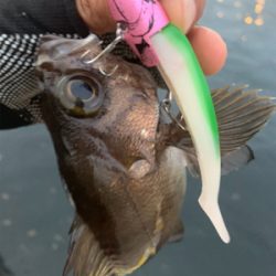 テクトロメバルといつものツバス。