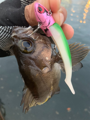 テクトロメバルといつものツバス。