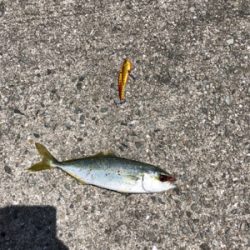 ツバス祭り 無限に当たる