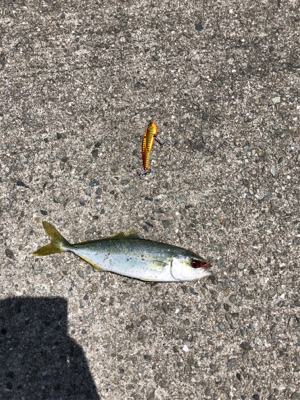 ツバス祭り 無限に当たる