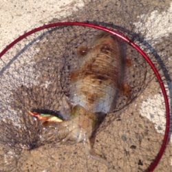 惣津エギングからの美保関ジギング!