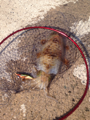 惣津エギングからの美保関ジギング!