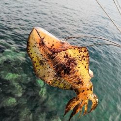 自作ヤエンでアオリイカ