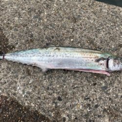 ブリ釣りたかった^_^