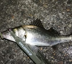 ナイトアジング