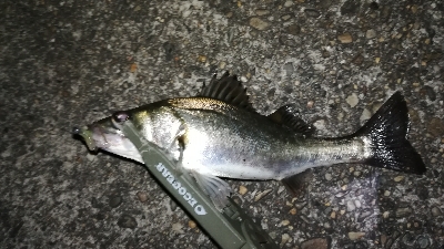 ナイトアジング