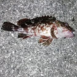 続・大蔵海岸投げ釣りにて