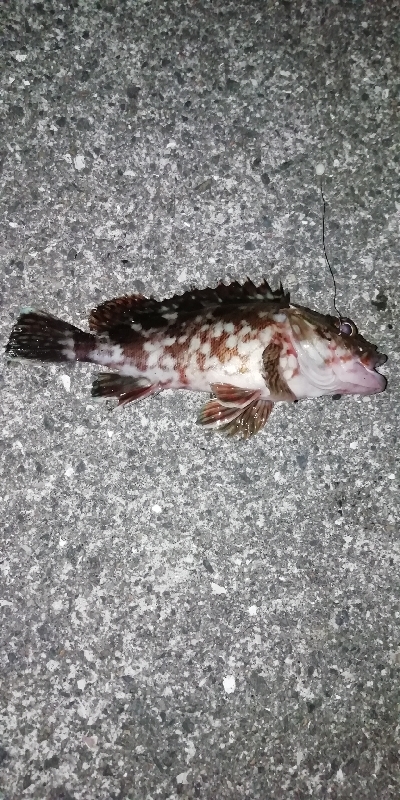 続・大蔵海岸投げ釣りにて