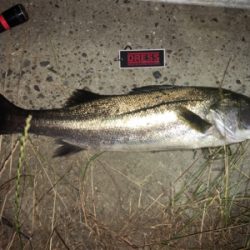 バチパターン！